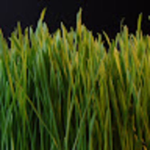 Meet your Posher, Jared - Picture 1 of 1